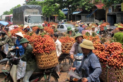 Vải thiều ngập chợ giá bèo: Lên phương án giải cứu gấp